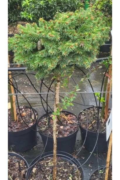 Ялина звичайна Медуза на штамбі в контейнері